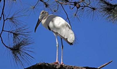 Wood Stork, Florida