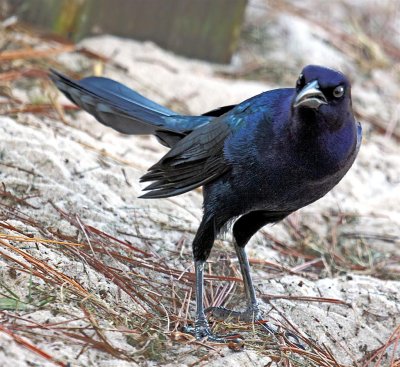 Grackle, Florida