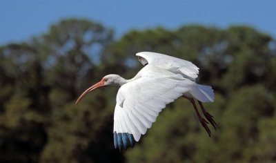 White Ibis, Florida