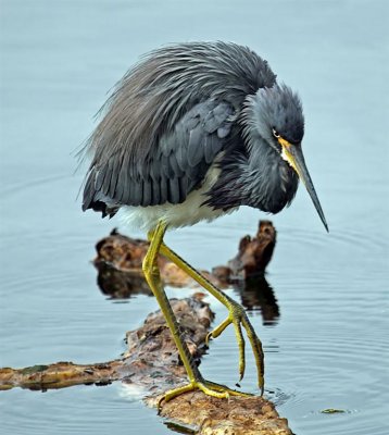 Tri-color Heron, Florida
