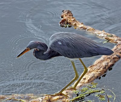 Tri-color Heron, Florida