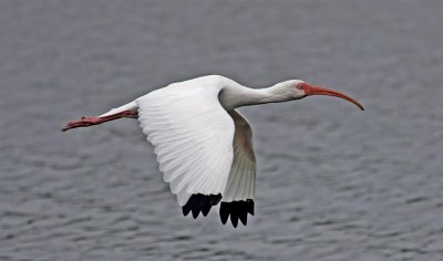 White Ibis, Florida