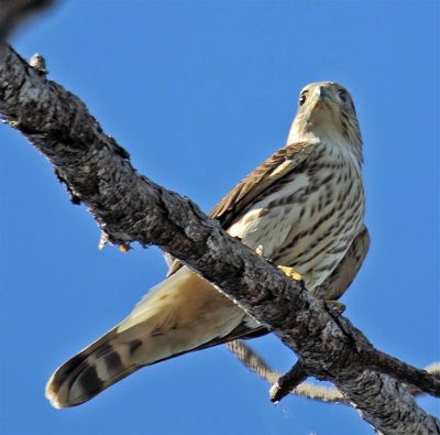 Merlin, Florida