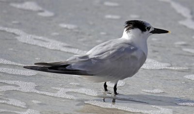 Sandwich Tern, Florida