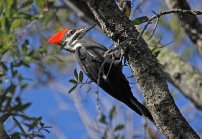 Pileated Woodpecker, Florida