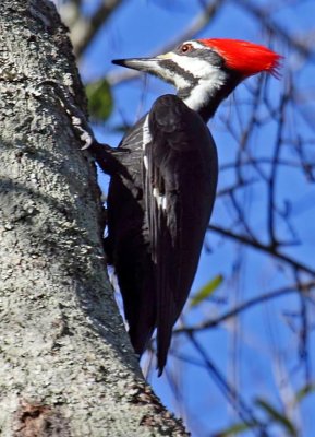 Pileated Woodpecker, Florida