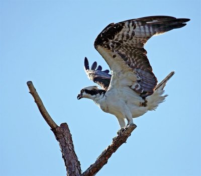 Osprey, Florida
