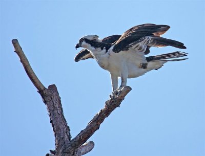 Osprey, Florida
