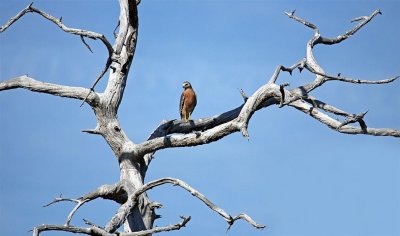 Red Shouldered Hawk, Florida