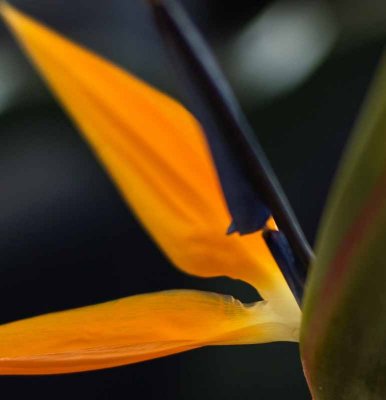 Bird of Paradise