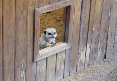 Meerkat at the door