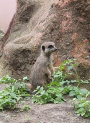 Classic meerkat pose