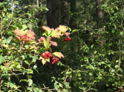 Berried treasure in the forest