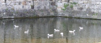 Cygnets