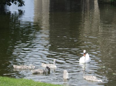 Swan Family