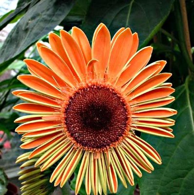 Orangie flower