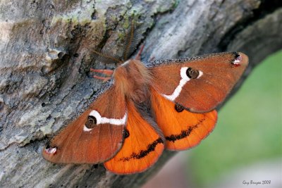 White-streaked Saturnia Moth (Saturnia albofasciata)