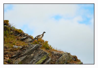 The mountain hike 10 (a grouse we met)