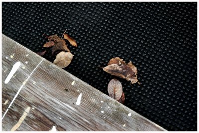 Leaves and wood