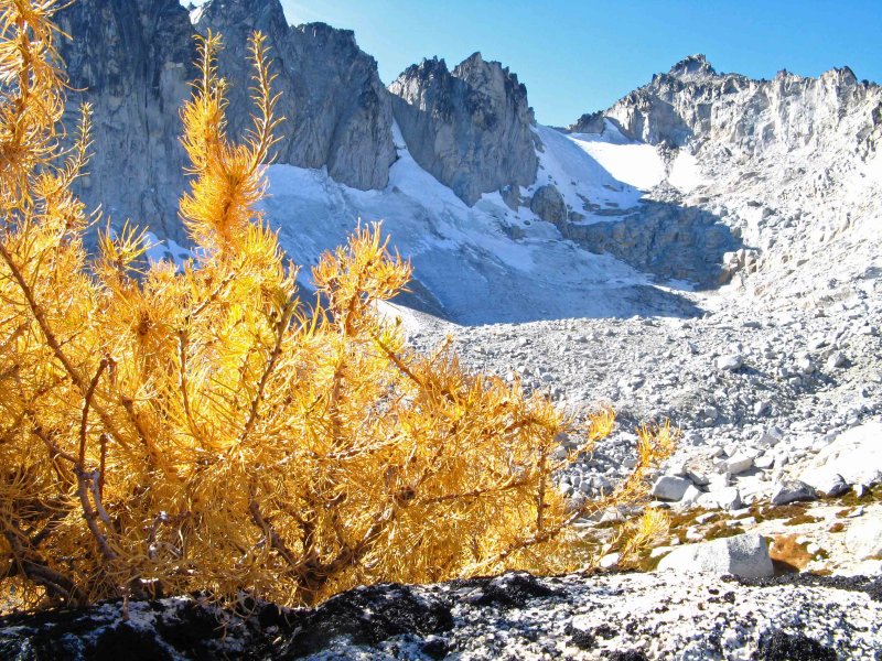  Highest Larch I Found ( 7,600 ft.)