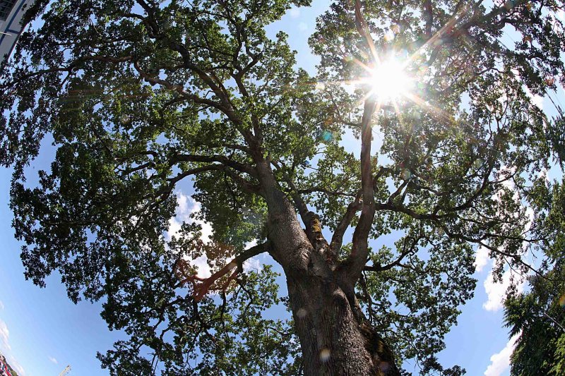 Largest Oak Tree In Thurston Country ( Located Near Olympia Airport )
