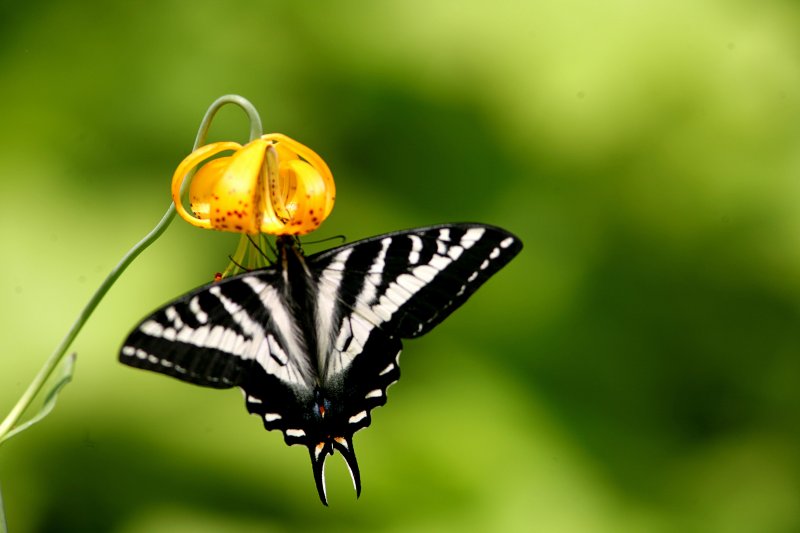 Swallowtail Butterfly OnTiger Lilly Near Mad River