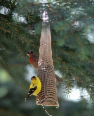 Gold Finch And House Finch Share  Thistle Sock 