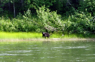  Blurry Black Bear  ( One Of 11 Seen On Trip )