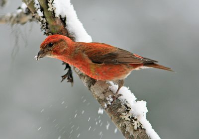   Male  Red Crossbill