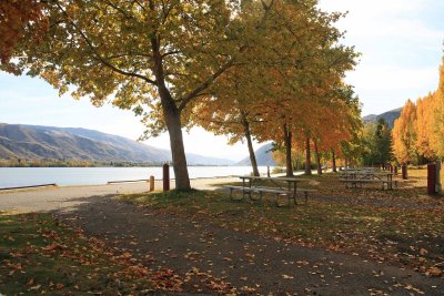 Fall Leaves ALong Columbia At Entiat City Park Campground