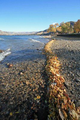 Leaves Of Fall Washed Up On Lake Chelan