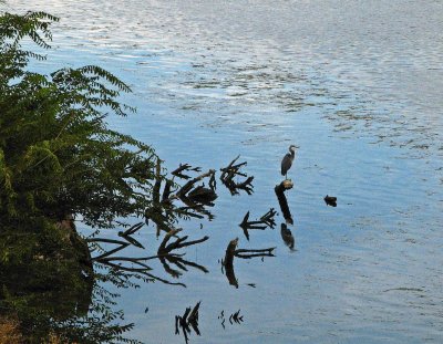  The IS on my Canon 710 IS did an OK job here on Heron in Columbia River waiting for dinner