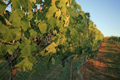  Bird Netting Protects Grapes As Sun Sets Lower