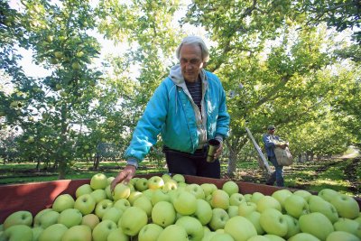  Fruit Grower Greg Becker Inspects Bin Of Freshly Picked Goldens On His Eniat Orchard