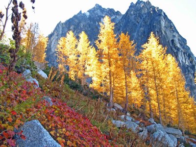  Morning Light On Golden Larch And Colchuck Mountain