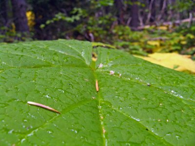 Fresh Rain On  Devil's Club