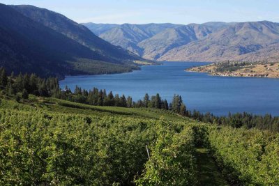  Overlook Of Lake Chelan And  One Of It's Many Orchards