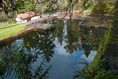 Tenino Quarry/ Pool  from Top  Ledge.