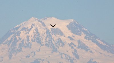 Bald Eagle Flying WIth Mt. Rainier Backdrop