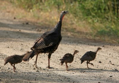 Hen Turkey Teaching Her Chicks To  Sneak  Away From Guy With White Lens