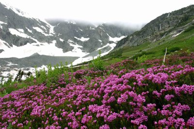 Heather Blooms Near Snout Of Glacier