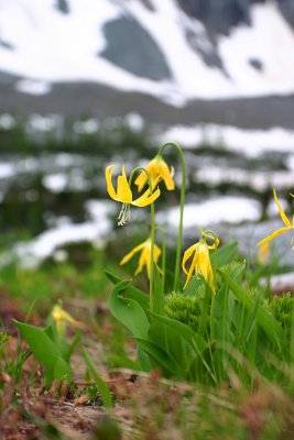 Glacier Lillies Blooming In Upper Valley