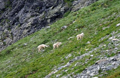 Mountain Goats Feeds At Head Of Entiat Valley Under THe Hanging Glacier