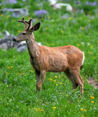 2 point Mule Deer In Velvet Feeding Near Camp