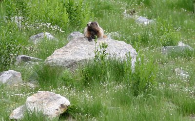 Whistling Marmot Guards Entry To The Glacier Fields