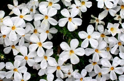 Wild  Phlox  After An Afternoon Drizzle