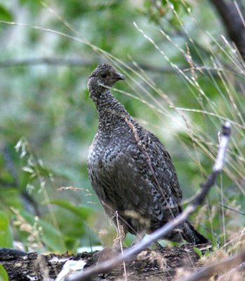 Female   Blue Grouse 