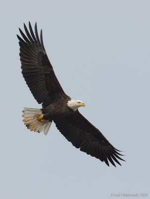 BaldEagle24c7500.jpg