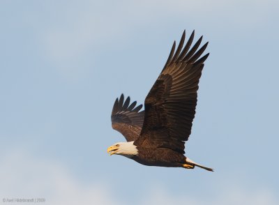 BaldEagle27c8014.jpg