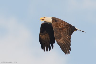 BaldEagle29c8012_1.jpg